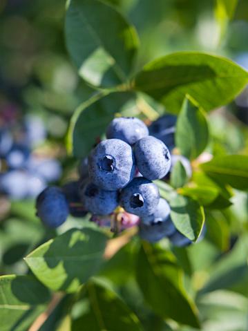 Blueberry Vaccinium Corymbosum Blue Crop - View 4 from www redcrocus com