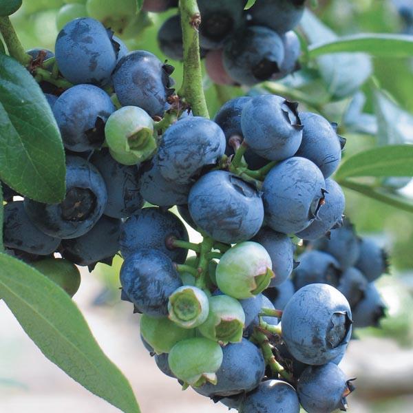 Blueberry Vaccinium Corymbosum Blue Crop - View 5 from www redcrocus com