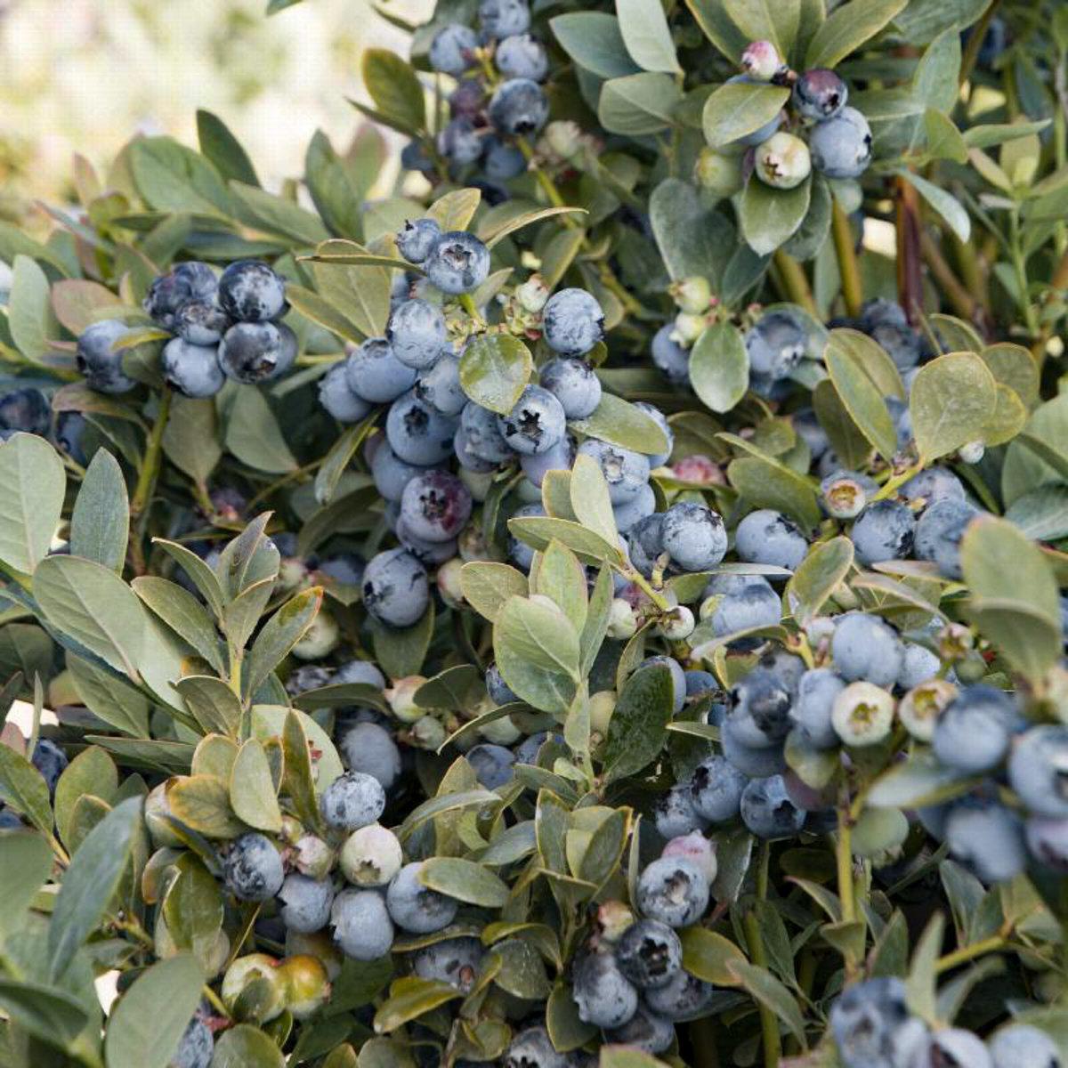 Blueberry Vaccinium Corymbosum Blue Crop - View 6 from www redcrocus com