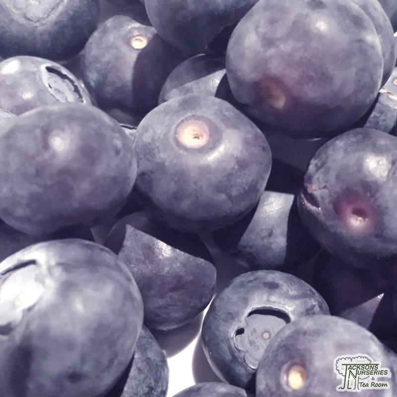 Blueberry Vaccinium Corymbosum Blue Crop - View 8 from www redcrocus com