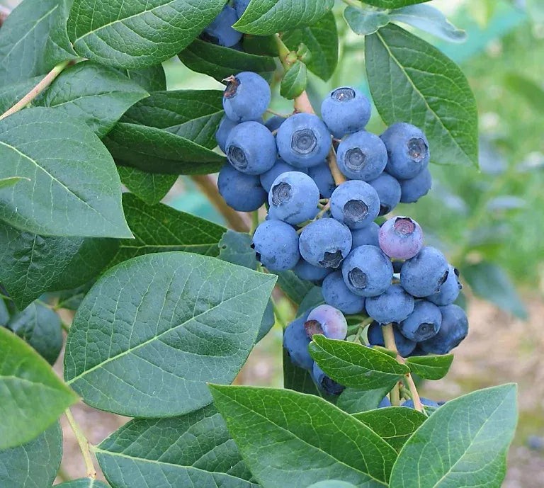 Blueberry Vaccinium Corymbosum Blue Crop - View 8 from www redcrocus com