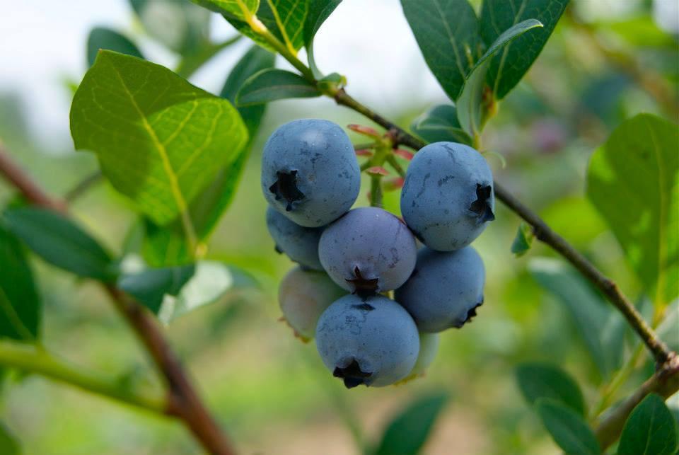 Blueberry Vaccinium Corymbosum Blue Crop - View 9 from www redcrocus com