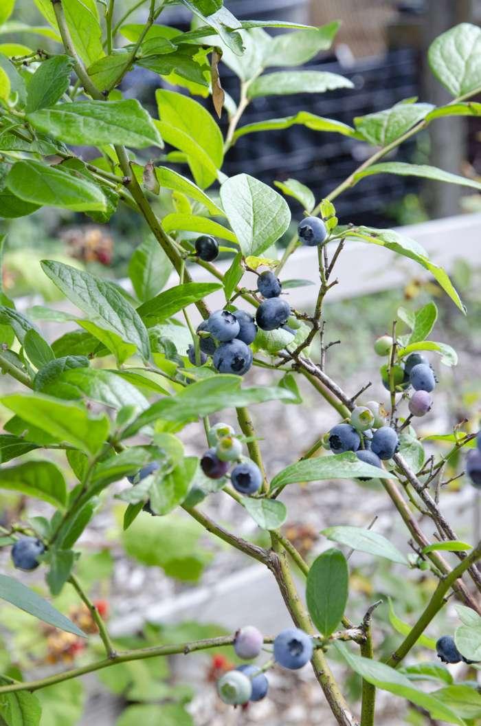 Blueberry, Vaccinium Corymbosum 'blue Crop' - View 15 from www redcrocus com