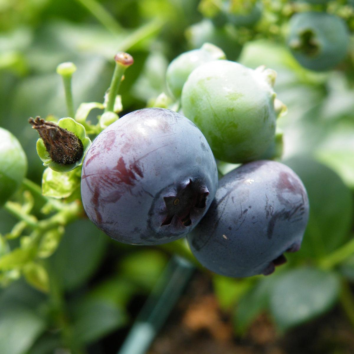 Blueberry, Vaccinium Corymbosum 'blue Crop' - View 4 from www redcrocus com