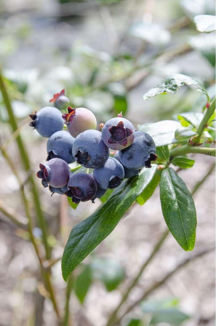 Blueberry, Vaccinium Corymbosum 'blue Crop' - View 9 from www redcrocus com