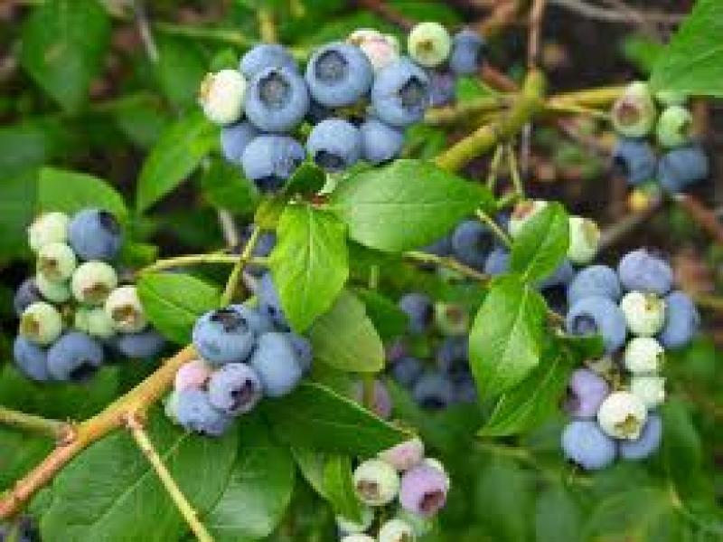 Blueberry, Vaccinium Corymbosum 'northland' - View 10 from www redcrocus com