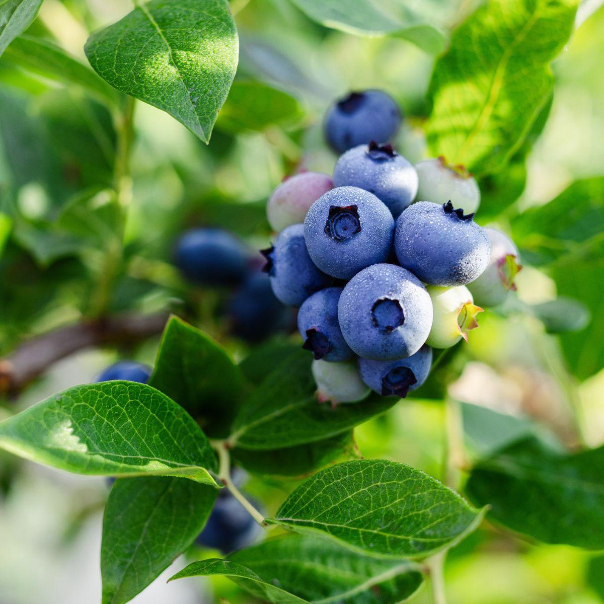 Blueberry, Vaccinium Corymbosum 'northland' - View 12 from www redcrocus com