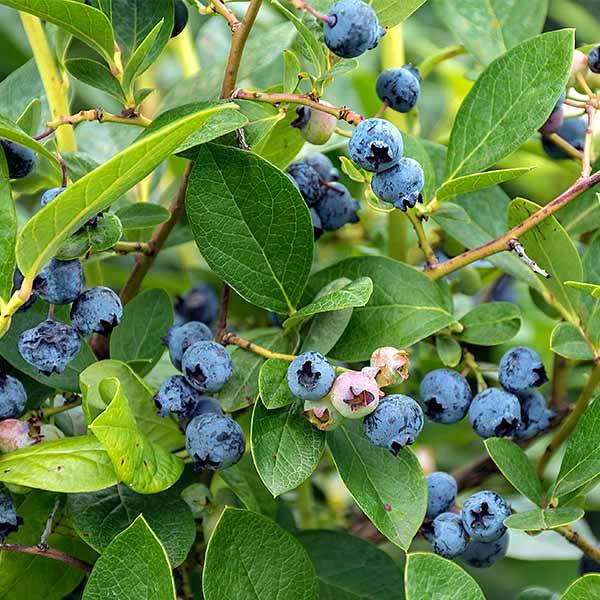 Blueberry, Vaccinium Corymbosum 'northland' - View 13 from www redcrocus com