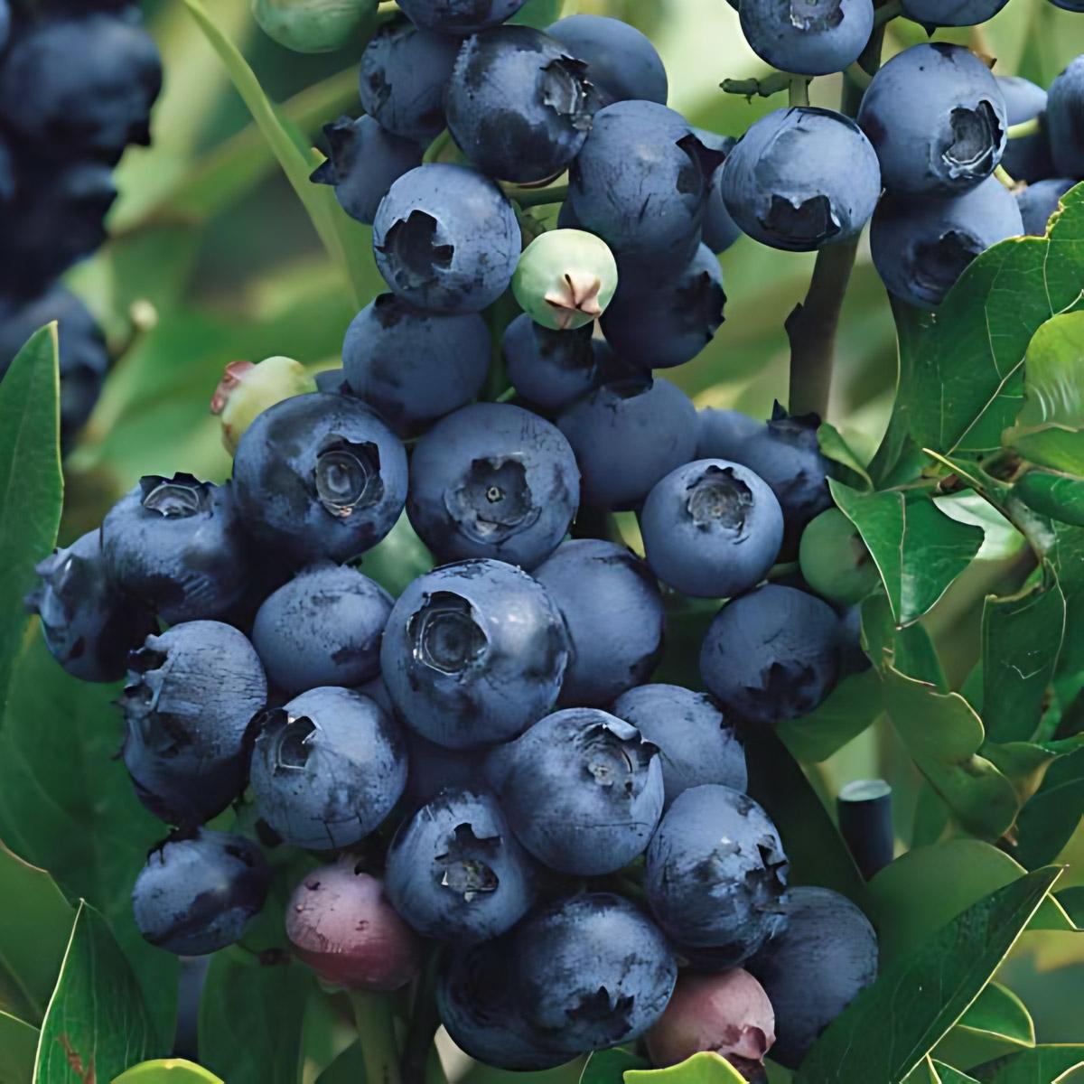 Blueberry, Vaccinium Corymbosum 'northland' - View 14 from www redcrocus com