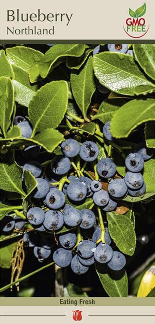 Blueberry, Vaccinium Corymbosum 'northland' - View 16 from www redcrocus com