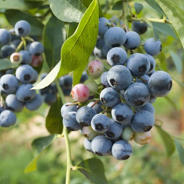Blueberry, Vaccinium Corymbosum 'northland' - View 3 from www redcrocus com