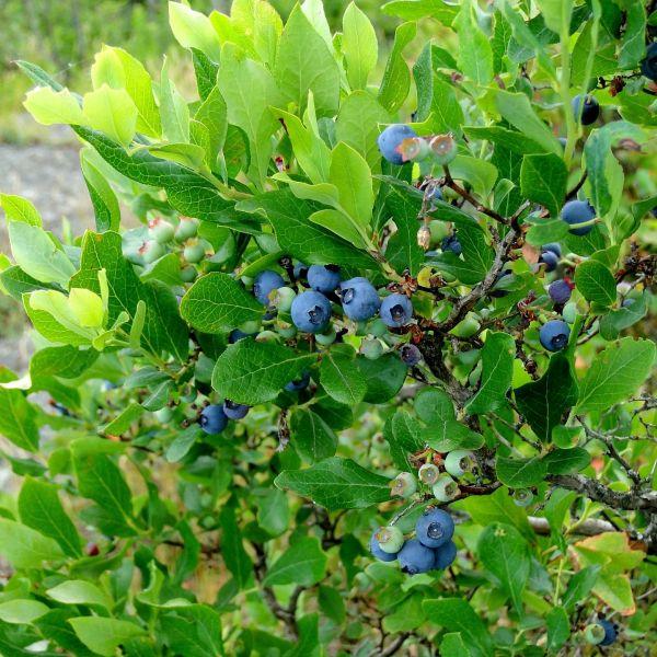 Blueberry, Vaccinium Corymbosum 'northland' - View 4 from www redcrocus com
