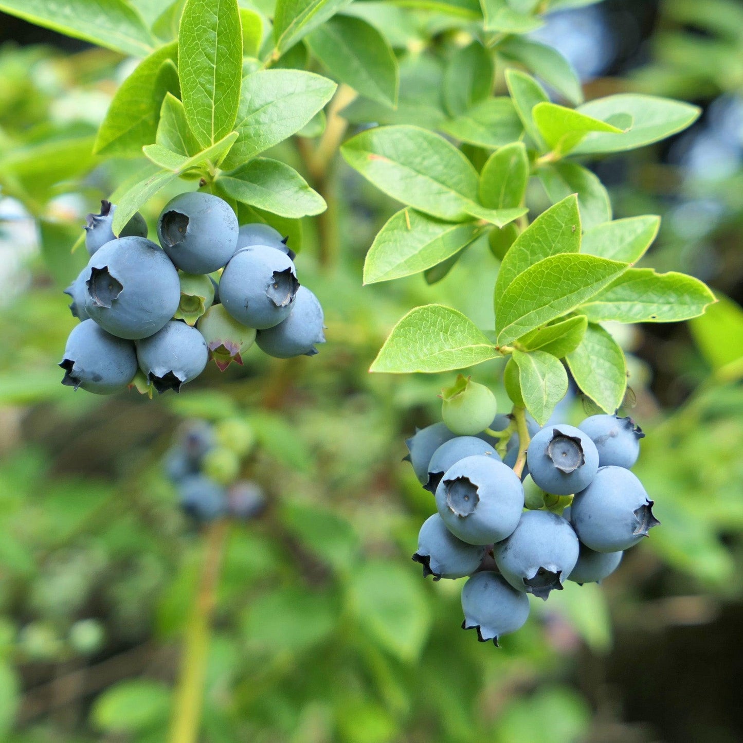 Blueberry, Vaccinium Corymbosum 'northland' - View 6 from www redcrocus com
