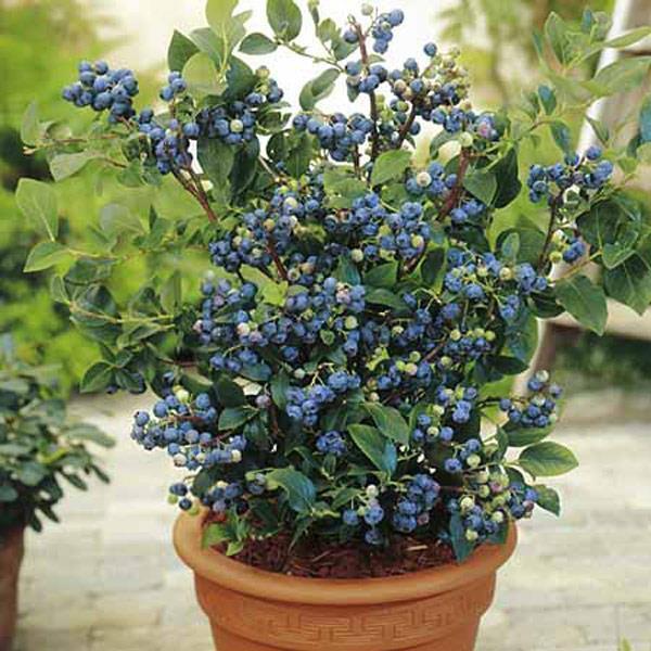 Blueberry, Vaccinium Corymbosum 'northland' - View 8 from www redcrocus com