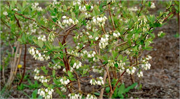 Blueberry Vaccinium Corymbosum Chandler - View 11 from www redcrocus com