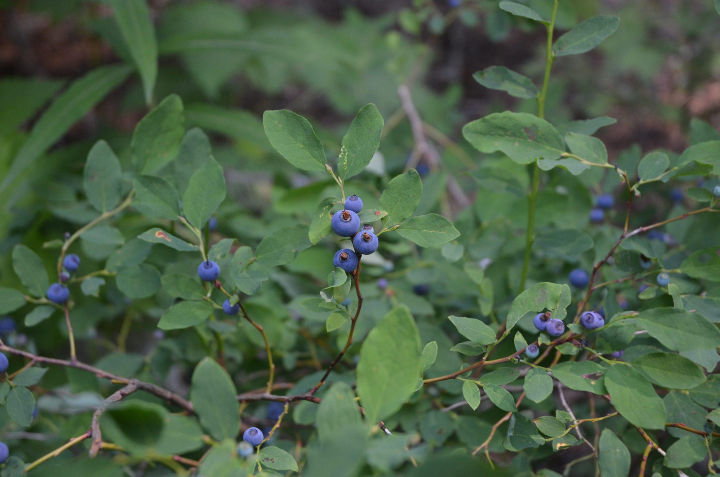 Blueberry Vaccinium Corymbosum Chandler - View 15 from www redcrocus com