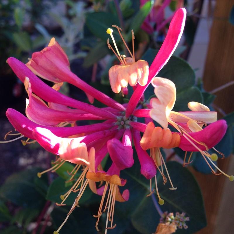 Lonicera X Heckrottii Gold Flame - View 11 from www redcrocus com