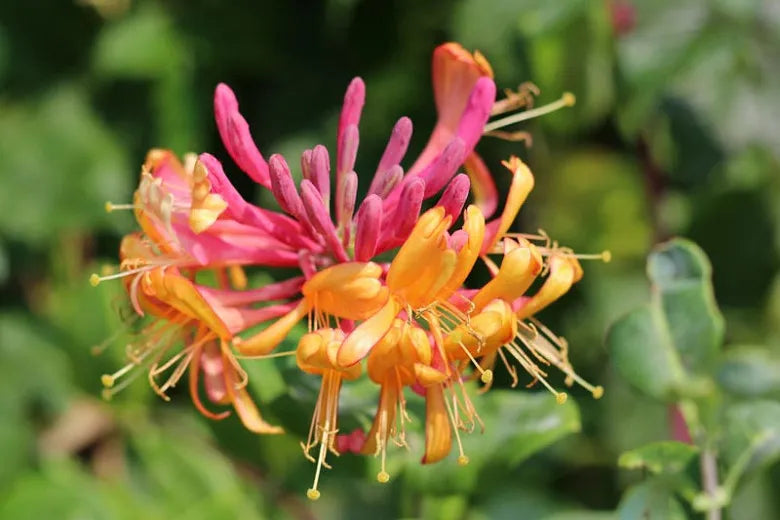 Lonicera X Heckrottii Gold Flame - View 12 from www redcrocus com