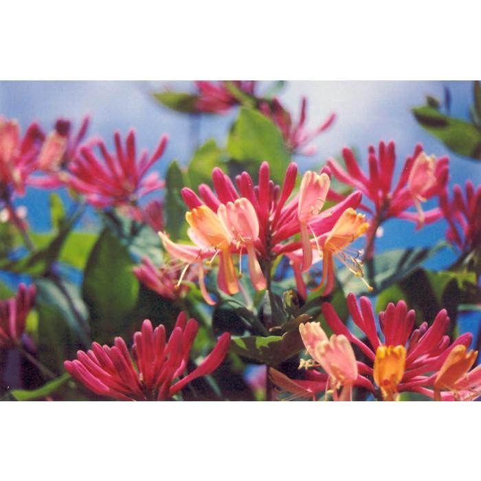 Lonicera X Heckrottii Gold Flame - View 13 from www redcrocus com
