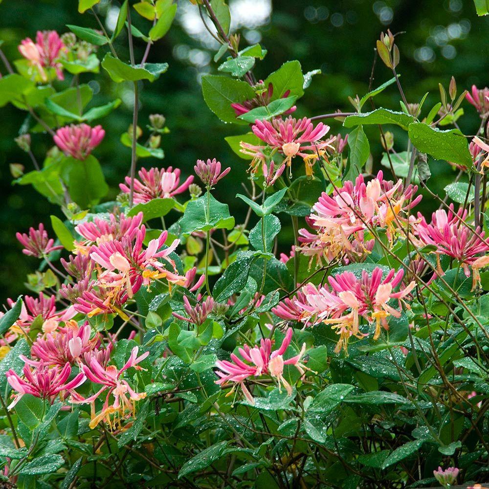 Lonicera X Heckrottii Gold Flame - View 14 from www redcrocus com