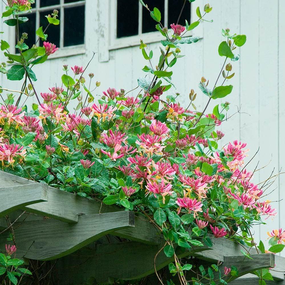 Lonicera X Heckrottii Gold Flame - View 15 from www redcrocus com