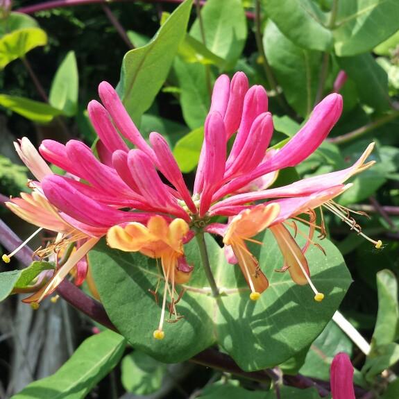 Lonicera X Heckrottii Gold Flame - View 16 from www redcrocus com
