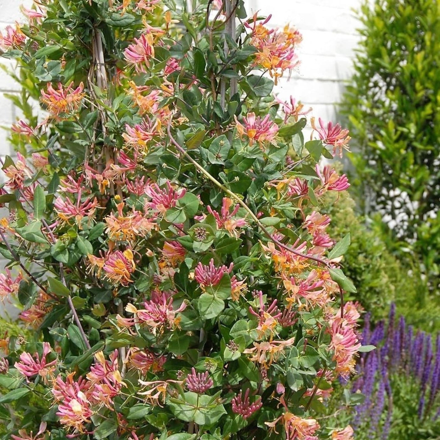 Lonicera X Heckrottii Gold Flame - View 17 from www redcrocus com