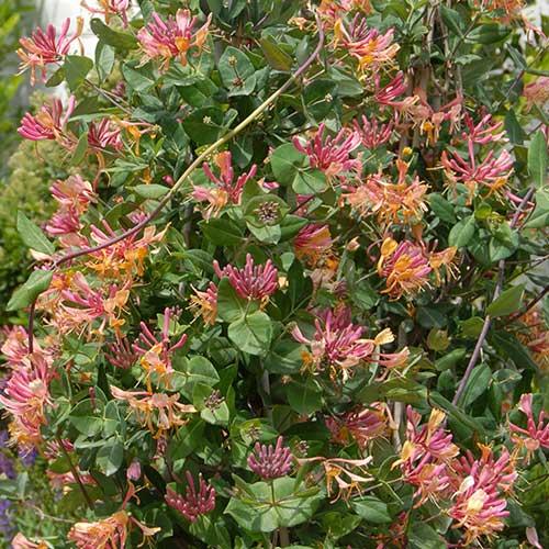 Lonicera X Heckrottii Gold Flame - View 18 from www redcrocus com