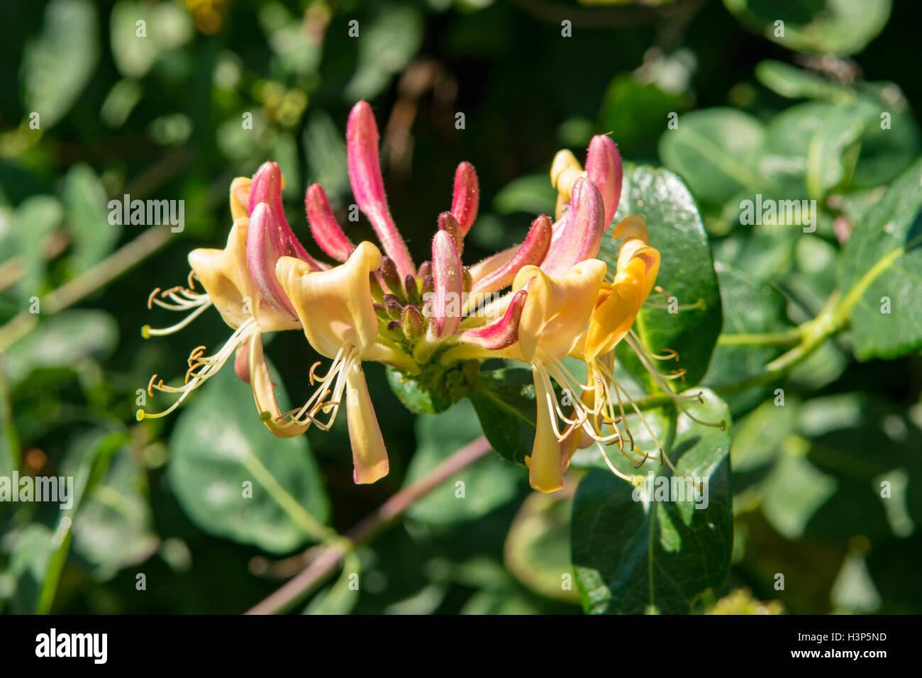Lonicera X Heckrottii Gold Flame - View 2 from www redcrocus com