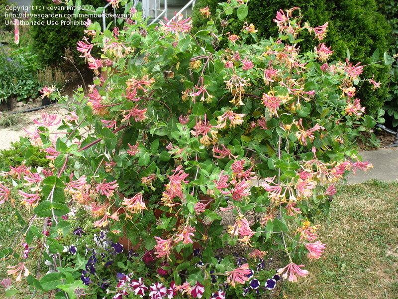 Lonicera X Heckrottii Gold Flame - View 5 from www redcrocus com
