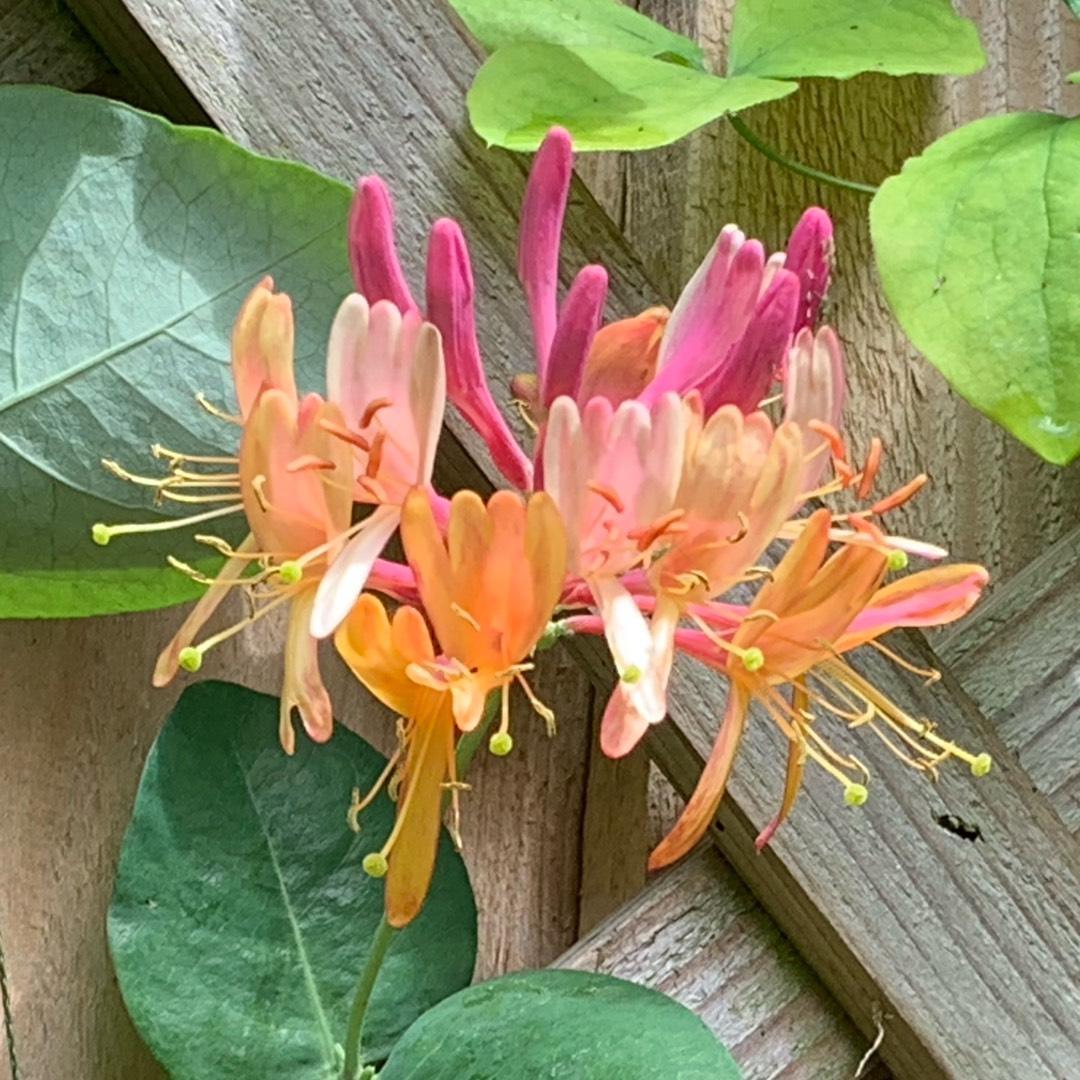 Lonicera X Heckrottii Gold Flame - View 6 from www redcrocus com