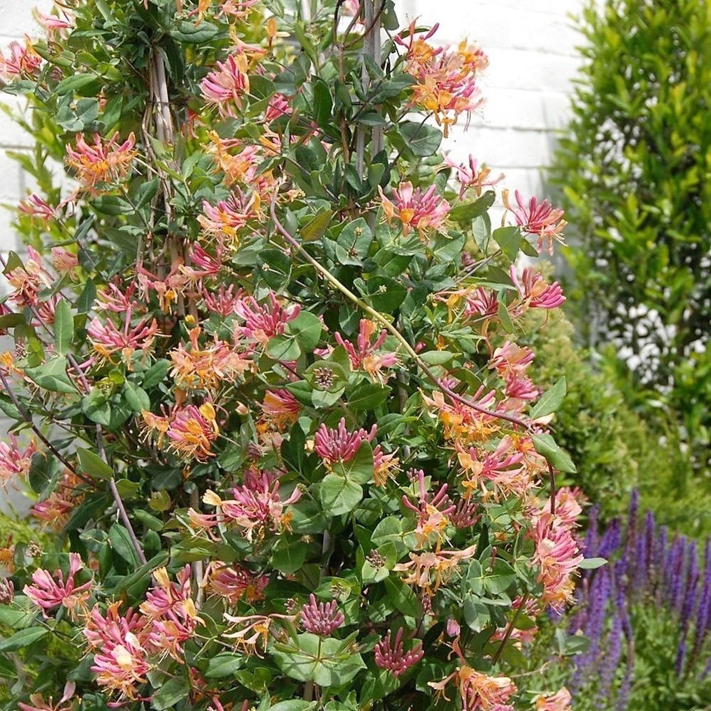 Lonicera X Heckrottii Gold Flame - View 9 from www redcrocus com