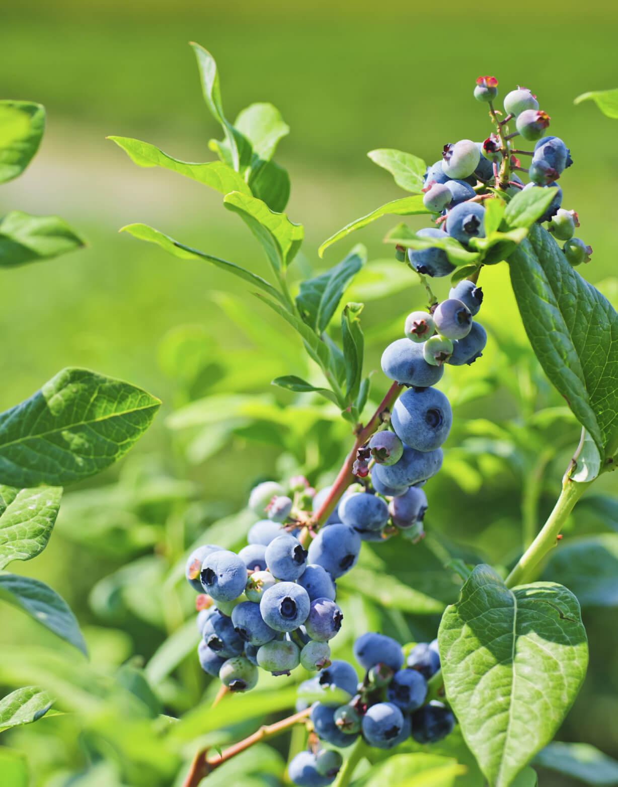 Blueberry Vaccinium Corymbosum Duke - View 11 from www redcrocus com
