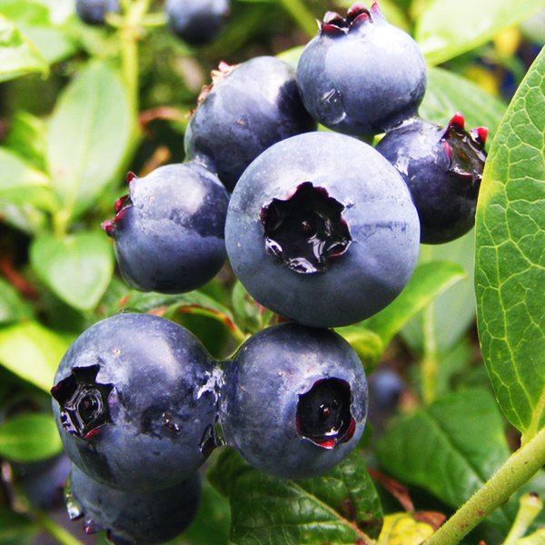 Blueberry Vaccinium Corymbosum Duke - View 13 from www redcrocus com