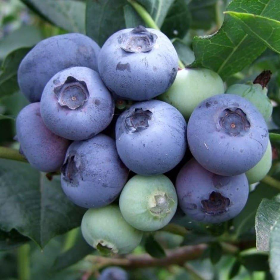 Blueberry Vaccinium Corymbosum Duke - View 14 from www redcrocus com