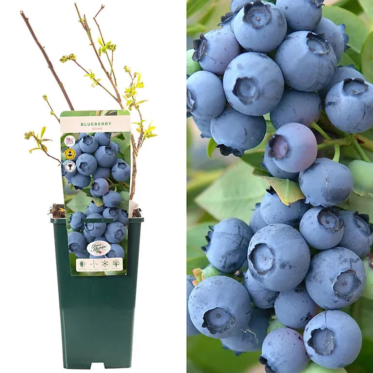 Blueberry Vaccinium Corymbosum Duke - View 15 from www redcrocus com