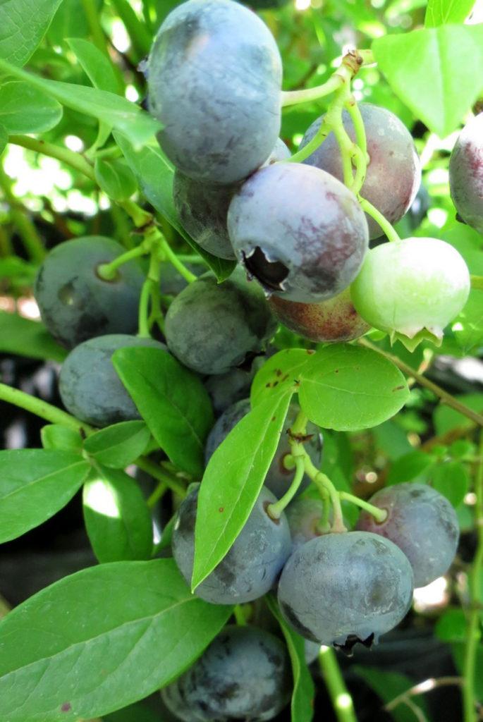 Blueberry Vaccinium Corymbosum Duke - View 16 from www redcrocus com