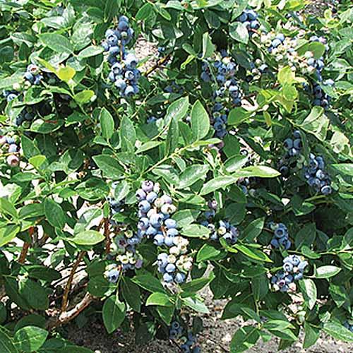 Blueberry Vaccinium Corymbosum Duke - View 17 from www redcrocus com