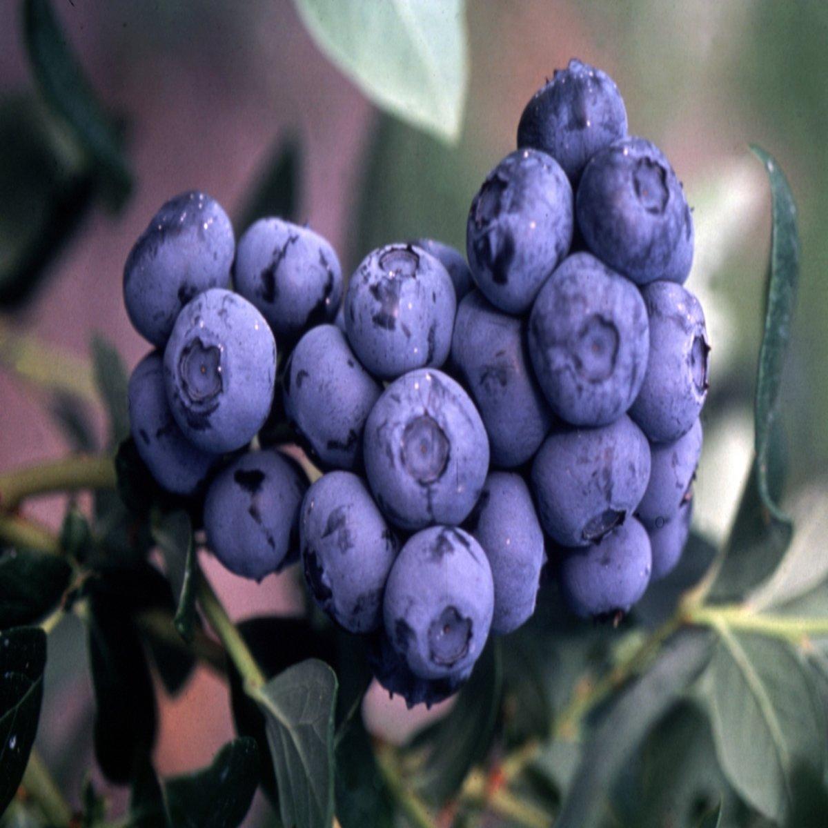 Blueberry Vaccinium Corymbosum Duke - View 3 from www redcrocus com