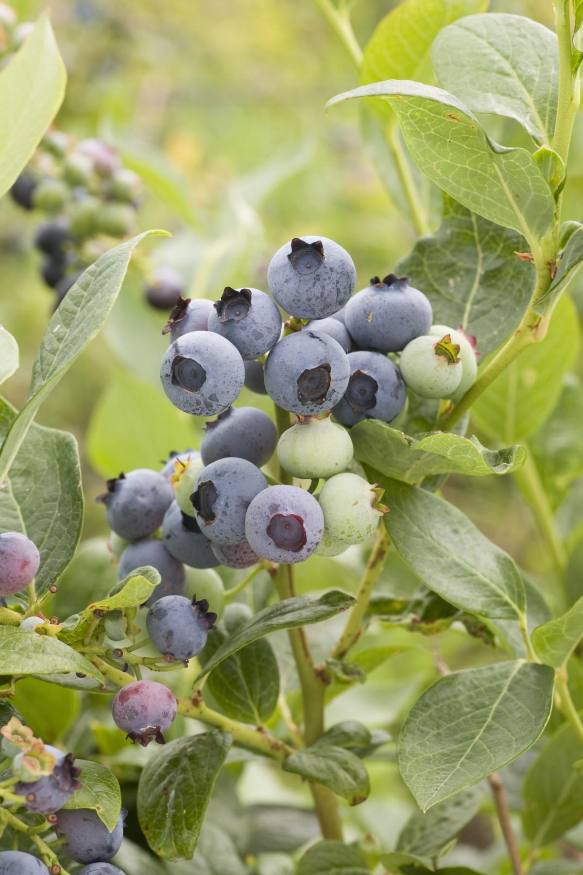 Blueberry Vaccinium Corymbosum Duke - View 4 from www redcrocus com