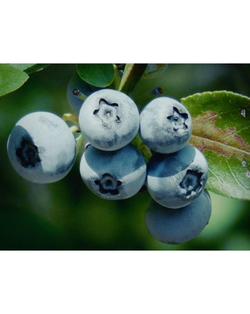 Blueberry Vaccinium Corymbosum Duke - View 5 from www redcrocus com