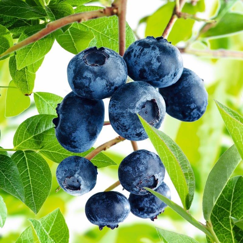 Blueberry Vaccinium Corymbosum Duke - View 7 from www redcrocus com