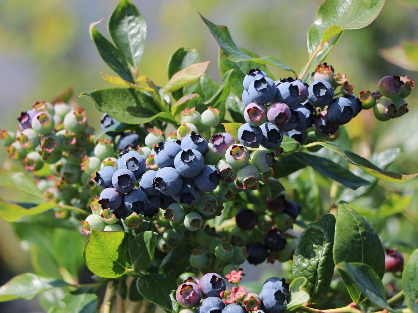 Blueberry Vaccinium Corymbosum Duke - View 8 from www redcrocus com