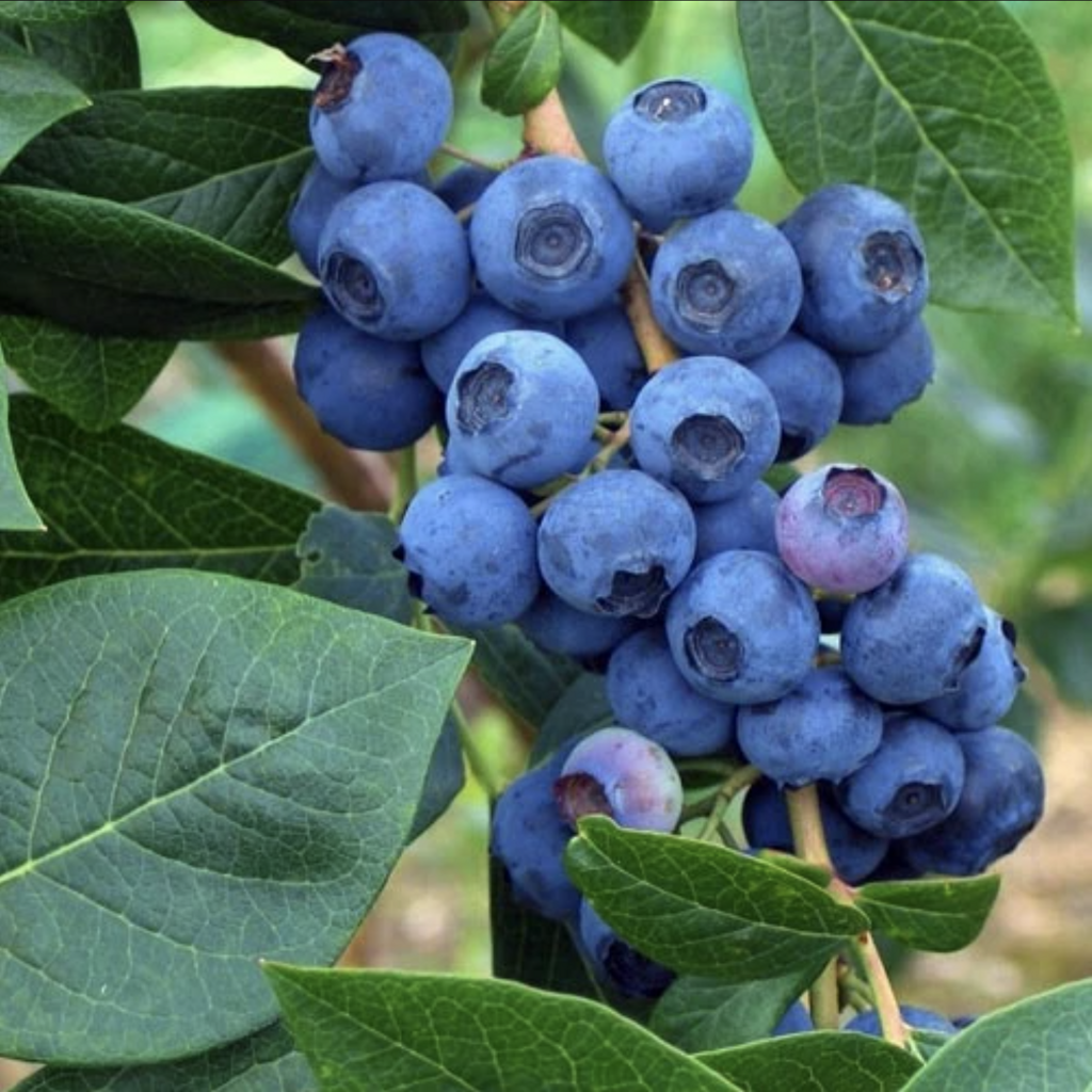 Blueberry Vaccinium Corymbosum Patriot - View 10 from www redcrocus com