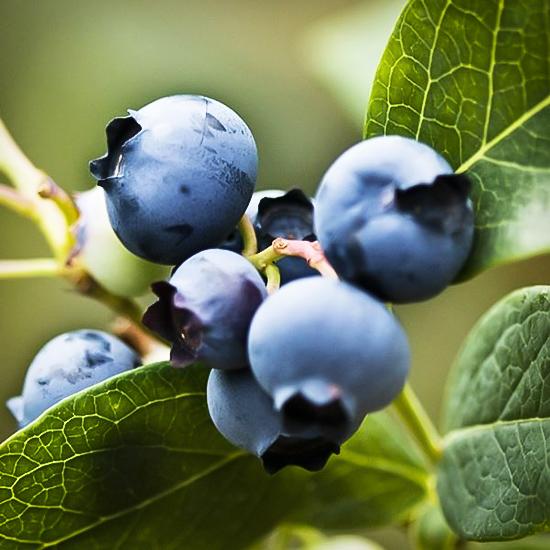 Blueberry Vaccinium Corymbosum Patriot - View 11 from www redcrocus com