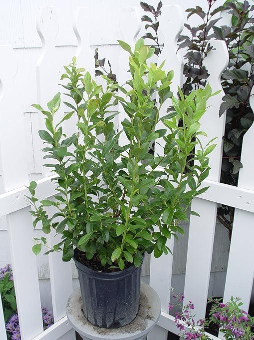 Blueberry Vaccinium Corymbosum Patriot - View 15 from www redcrocus com