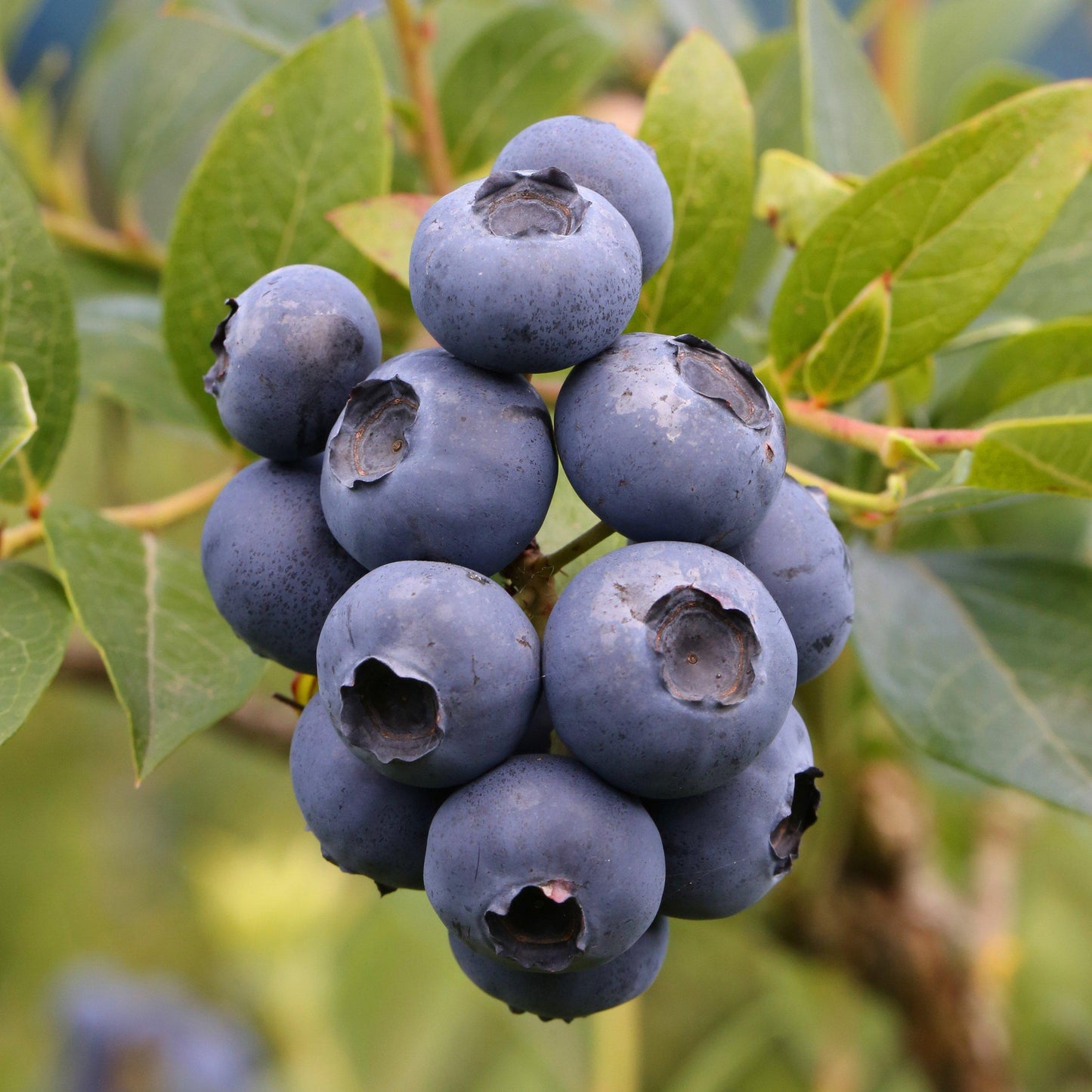 Blueberry Vaccinium Corymbosum Patriot - View 2 from www redcrocus com