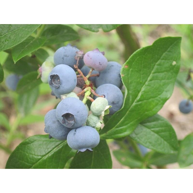 Blueberry Vaccinium Corymbosum Patriot - View 3 from www redcrocus com