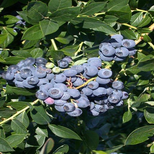 Blueberry Vaccinium Corymbosum Patriot - View 4 from www redcrocus com