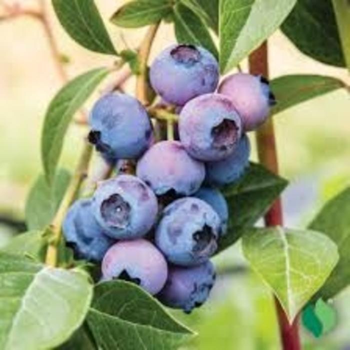 Blueberry Vaccinium Corymbosum Patriot - View 5 from www redcrocus com
